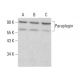 Paraplegin Antibody (C-5) - Western Blotting - Image 383723