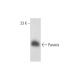Paraxis Antibody (B-6) - Western Blotting - Image 326545