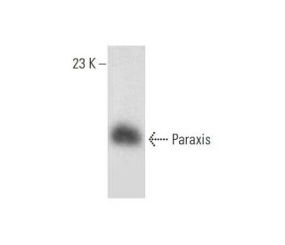 Paraxis Antibody (B-6) - Western Blotting - Image 326545SAM Transcription Activation: SAM system utilizing dCas9-VP64, MS2-P65-HSF1, and sgRNA for precise gene transcription activation.