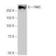 PARC Antibody (NQ-C32) - Western Blotting - Image 65026 