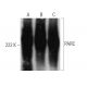 PARC Antibody (NQ-C32) - Western Blotting - Image 368240 