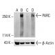 PARC Antibody (NQ-C32) - Western Blotting - Image 412852