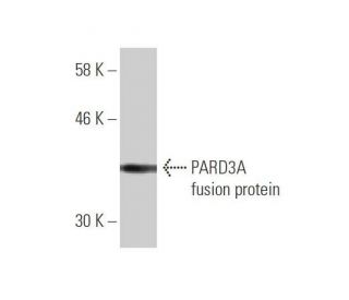 PARD3A Antibody (4G5) - Western Blotting - Image 350235
