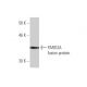 PARD3A Antibody (4G5) - Western Blotting - Image 350235