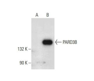 PARD3B Antibody (E-9) - Western Blotting - Image 308402