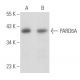 Este anticorpo policlonal foi descontinuado. Consulta o nosso anticorpo monoclonal <a href="pard6a-antibody-c-3">PARD6A (C-3)</a> recomendado (dados de amostra apresentados). western blotting image from recommended PARD6A (C-3) monoclonal antibody replacement. Image 356682