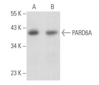 western blotting image from recommended PARD6A (C-3) monoclonal antibody replacement. Image 356682