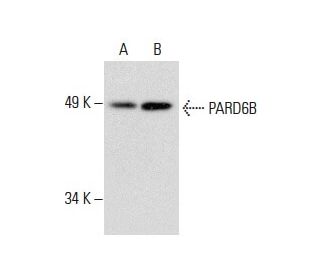 PARD6B Antibody (E-6) - Western Blotting - Image 288592 