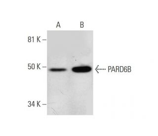PARD6B Antibody (F-5) - Western Blotting - Image 291003 