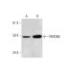 PARD6B Antibody (F-5) - Western Blotting - Image 291003 