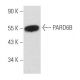 PARD6B Antibody (F-5) - Western Blotting - Image 357668 