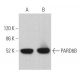 PARD6B Antibody (F-5) - Western Blotting - Image 362898