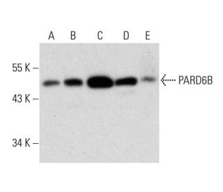 western blotting image from recommended PARD6B (B-10) monoclonal antibody replacement. Image 320470