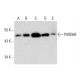 western blotting image from recommended PARD6B (B-10) monoclonal antibody replacement. Image 320470