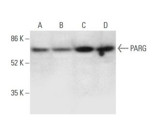PARG Antibody (H-1) - Western Blotting - Image 305789 