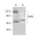 PARG Antibody (H-1) - Western Blotting - Image 376189