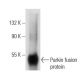 Parkin Antibody (D-1) - Western Blotting - Image 49288 