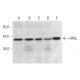 PARL Antibody (F-3) - Western Blotting - Image 333422 