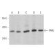 PARL Antibody (F-3) - Western Blotting - Image 359958 