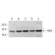 PARL Antibody (F-3) - Western Blotting - Image 379905