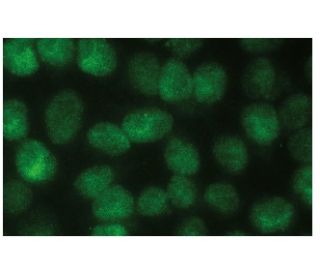 PARP1 Antibody (42) - Immunofluorescence - Image 114352 