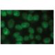 PARP1 Antibody (42) - Immunofluorescence - Image 114352 