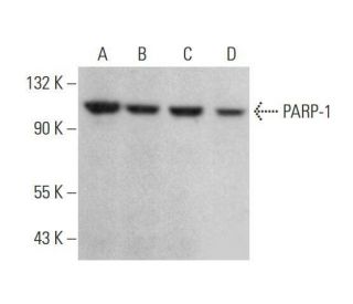 PARP1 Antibody (5A5) - Western Blotting - Image 353181 