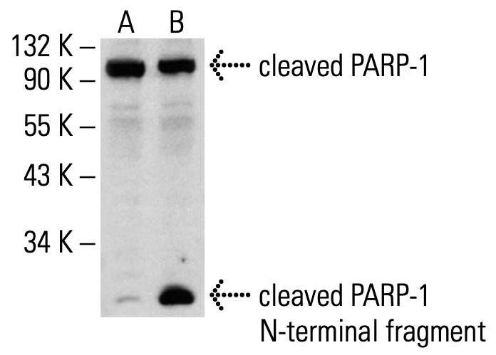 parp-1-antibody-b-10-western-