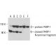 PARP1 Antibody (C2-10) - Western Blotting - Image 15466 