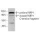 PARP1 Antibody (C2-10) - Western Blotting - Image 35023 