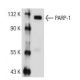 PARP1 Antibody (C2-10) - Western Blotting - Image 110024