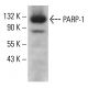 PARP1 Antibody (D-1) - Western Blotting - Image 379074 