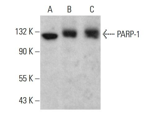 PARP1 Antibody (F-2) | SCBT - Santa Cruz Biotechnology