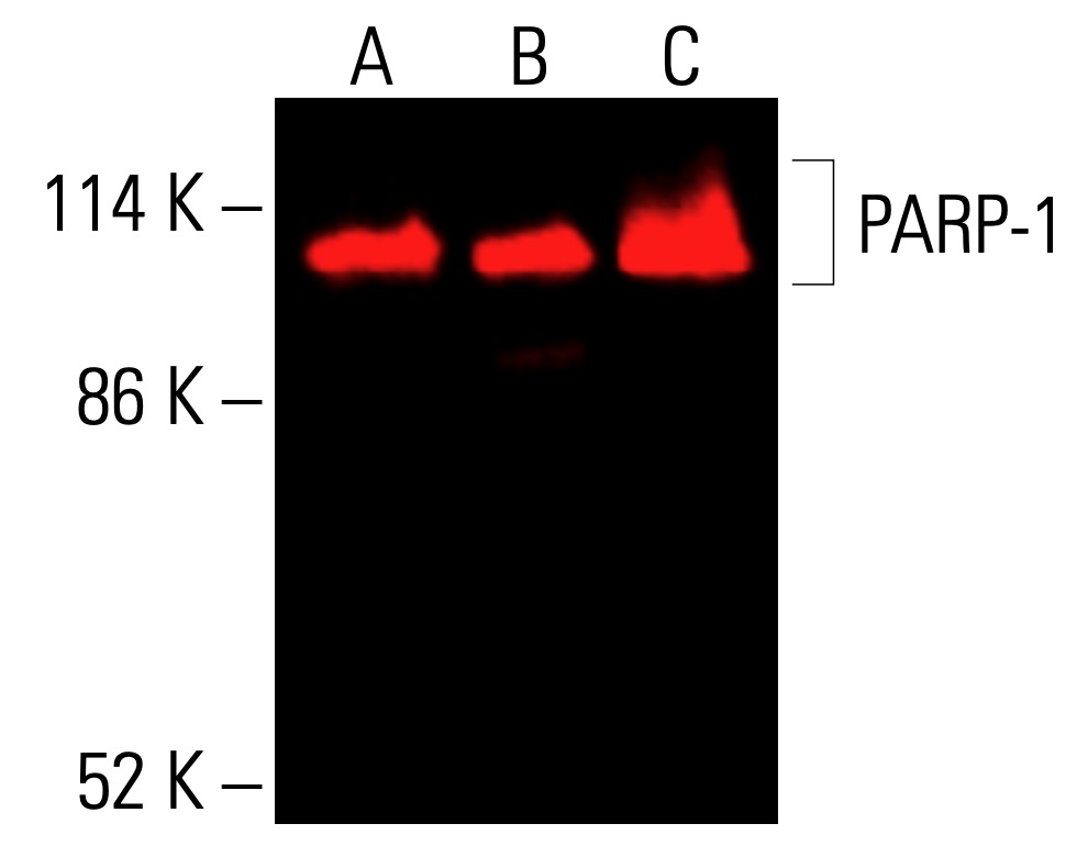 PARP1 Antibody (F-2) | SCBT - Santa Cruz Biotechnology