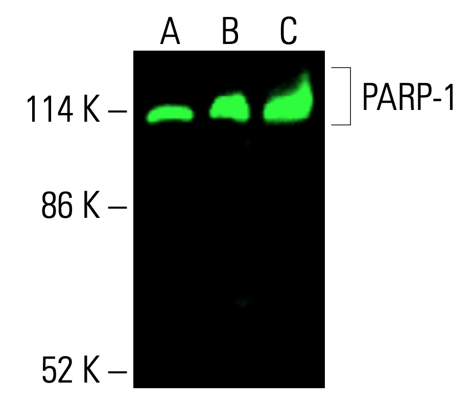PARP1 Antibody (F-2) | SCBT - Santa Cruz Biotechnology