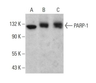 western blotting image from recommended PARP1 (F-2) monoclonal antibody replacement. Image 377572