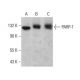 western blotting image from recommended PARP1 (F-2) monoclonal antibody replacement. Image 377572