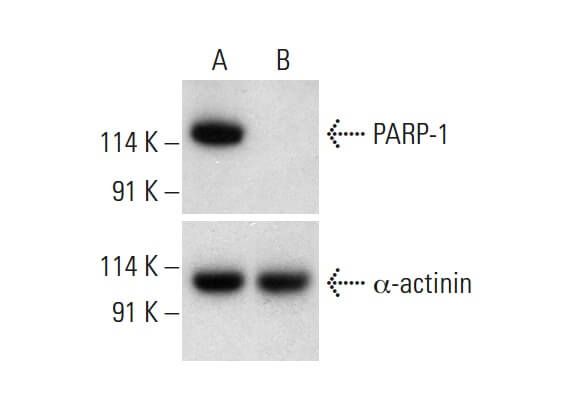 SUMO-1 CRISPR Knockout and Activation Products (h)