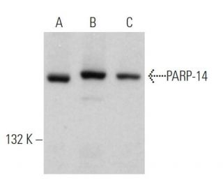 PARP-14 Antibody (C-1) - Western Blotting - Image 363941The Double Nickase Plasmid features a U6 promoter for sgRNA expression, a 20 nt targeting sequence, and a gRNA scaffold to guide Cas9n. It includes a CBh promoter for Cas9n (D10A) and puromycin resistance, GFP for transfection verification, and nuclear localization signals (NLS). The 2A peptide allows co-expression of Cas9n and Puro from a single promoter, enabling precise genome editing with reduced off-target effects.
