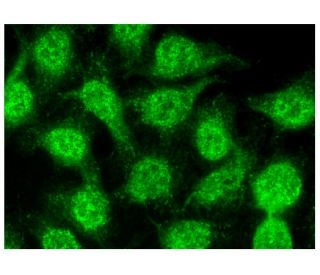 PARP-2 Antibody (F-8) - Immunofluorescence - Image 314802 
