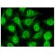 PARP-2 Antibody (F-8) - Immunofluorescence - Image 314802 