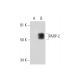 PARP-2 Antibody (F-8) - Western Blotting - Image 294796