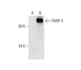 PARP-3 Antibody (B-7) - Western Blotting - Image 290883 