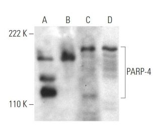 PARP-4 Antibody (B-11) - Western Blotting - Image 372270 
