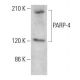 PARP-4 Antibody (B-11) - Western Blotting - Image 385277