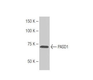 PASD1 Antibody (NB43) - Western Blotting - Image 67387 