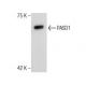PASD1 Antibody (NB43) - Western Blotting - Image 155880