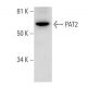 PAT2 Antibody (F-3) - Western Blotting - Image 291836 