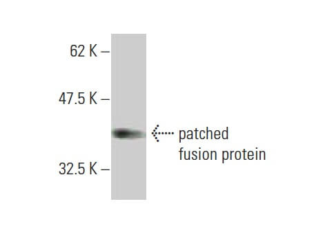 patched/PTCH1 Antibody (3B3) | SCBT - Santa Cruz Biotechnology