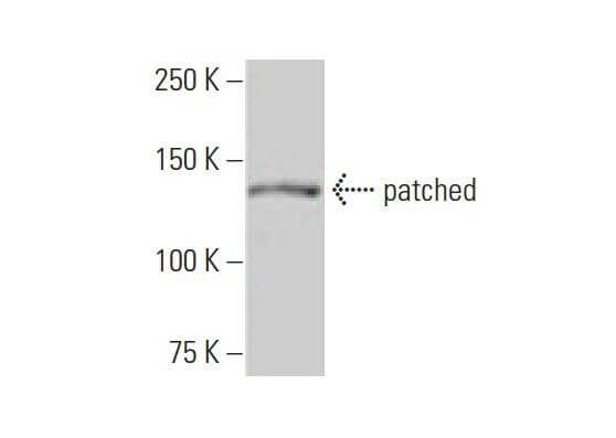カックン　Sサイズ patched-antibody-3b3-western-